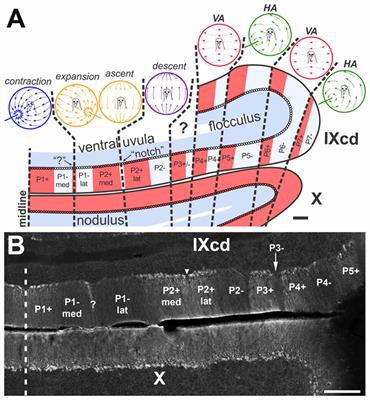 Topographic Organization of Inferior Olive Projections to the Zebrin II Stripes in the Pigeon Cerebellar Uvula